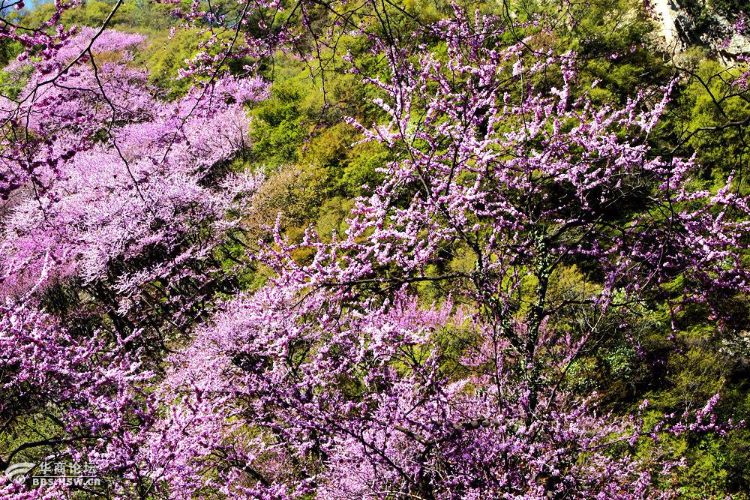 4.14周六休闲西寺沟 漫步紫荆花海